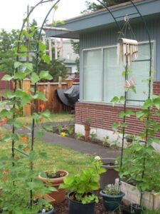 Apple Trees for the Urban Homestead Image